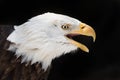 Screeching Eagle Royalty Free Stock Photo