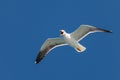 Screeching seagull with a deep blue sky Royalty Free Stock Photo