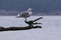 Screeching Seagull, mouth wide open,on Fidalgo Island Royalty Free Stock Photo