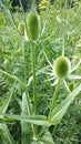 Screen is green grass season peace around nature Ukraine summer nice weather health travel