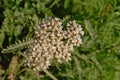 Screen of small white Yarrow flowers, overhead view on a green bokeh background Royalty Free Stock Photo