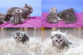 Steps in British Shorthair blue kittens life, Four screens Royalty Free Stock Photo