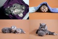 Steps in British Shorthair blue kittens life, Four screens Royalty Free Stock Photo