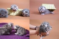 Steps in British Shorthair blue kittens life, Four screens Royalty Free Stock Photo