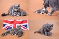 Steps in British Shorthair blue kittens life, Four screens Royalty Free Stock Photo