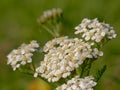 Screen of white common yarrow flowers - Achillea millefolium