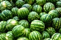 Screensaver from green watermelons Royalty Free Stock Photo