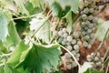 Screensaver on your desktop with grapes. Georgian vineyards and wineries. A bunch of ripe white grapes hangs on a green vine. Royalty Free Stock Photo