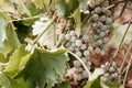 Screensaver on your desktop with grapes. Georgian vineyards and wineries. A bunch of ripe white grapes hangs on a green vine.