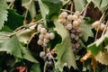 Screensaver on your desktop with grapes. Georgian vineyards and wineries. A bunch of ripe white grapes hangs on a green vine. Royalty Free Stock Photo