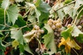 Screensaver on your desktop with grapes. Georgian vineyards and wineries. A bunch of ripe white grapes hangs on a green vine.