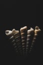 Screw cone shaped sea shell macro close up Royalty Free Stock Photo