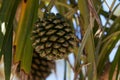 pine fruit Pandanus utilis grows on a tree