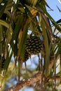 pine fruit Pandanus utilis grows on a tree