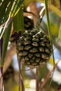 pine fruit Pandanus utilis grows on a tree