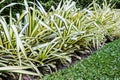 pine or Pandanus sanderi sander in the garden Royalty Free Stock Photo