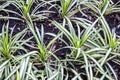 pine or Pandanus sanderi sander in the garden Royalty Free Stock Photo