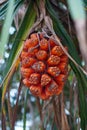 Screw Pine, Pandanus tectorius, Pandanus odoratissimus, pandan pantai Royalty Free Stock Photo