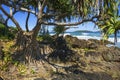 Screw Pine, Pandanus tectorius Royalty Free Stock Photo