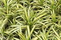 Screw Pine plant tree in garden background. Pandanus Sanderi Mast. Pandanus tectorius Parkinson ex Du Roi. PANDANACEAE Royalty Free Stock Photo