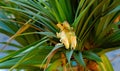 Screw pine tree with edible fruit growing in a garden in a tropical environment. Closeup of pandanus tectorius species Royalty Free Stock Photo