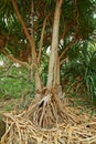 A Screw pine tree growing in a jungle in Hawaii, USA with copyspace. Large overgrown wilderness in a forest landscape