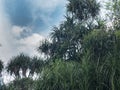 Screwpine Bush with Blue Sky. Pandanus tectorius Big Shrub Tree Growing Tall Royalty Free Stock Photo