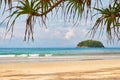 Screwpine on Kata beach on Phuket island in Thailand Royalty Free Stock Photo