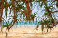 Screwpine on Kata beach on Phuket island in Thailand Royalty Free Stock Photo