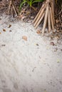 Screwpine roots in the sand Royalty Free Stock Photo