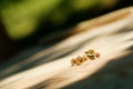 Screws on wood planks Royalty Free Stock Photo