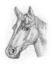 Scribble art Horse torso hand drawn illustration Royalty Free Stock Photo