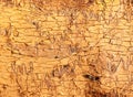 Scribble tree bark texture Royalty Free Stock Photo