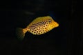 Scribbled Boxfish black background- Ostracion solorensis Royalty Free Stock Photo