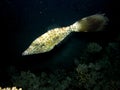 Scribbled Filefish on Coral Reef at night