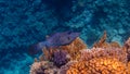 Scribbled Filefish Royalty Free Stock Photo