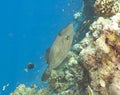 Scribbled filefish on a reef Royalty Free Stock Photo