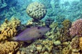 Scribbled Filefish or Scrawled filefish - Aluterus scriptus on Coral Reef in Egypt