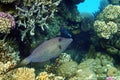 Scribbled Filefish or Scrawled filefish - Aluterus scriptus on Coral Reef in Egypt