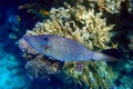 Scribbled Filefish or Scrawled filefish - Aluterus scriptus on Coral Reef in Egypt