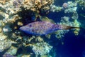 Scribbled Filefish or Scrawled filefish - Aluterus scriptus on Coral Reef in Egypt