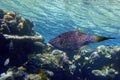 Scribbled Filefish or Scrawled filefish - Aluterus scriptus on Coral Reef in Egypt