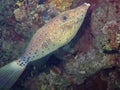 A Scribbled Leatherjacket Aluterus scriptus in the Red Sea Royalty Free Stock Photo