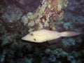 A Scribbled Leatherjacket Aluterus scriptus Royalty Free Stock Photo