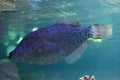 Scribbled leatherjacket filefish (Aluterus scriptus).