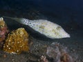 Scribbled leatherjacket filefish Royalty Free Stock Photo