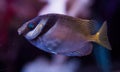 Scribbled Rabbitfish in Reef Aquarium System Royalty Free Stock Photo