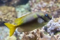 Scribbled rabbitfish Siganus doliatus Royalty Free Stock Photo