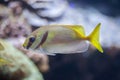 Scribbled rabbitfish Siganus doliatus Royalty Free Stock Photo