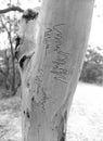 Scribbly gum Royalty Free Stock Photo